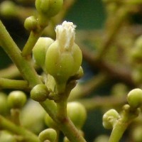 Sapindus emarginatus Vahl